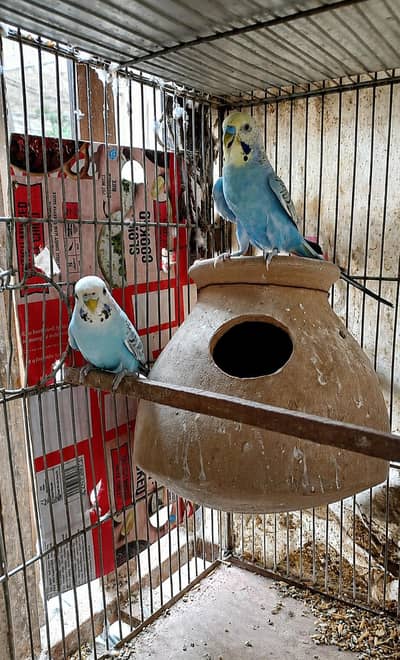 Rainbow Working budgies