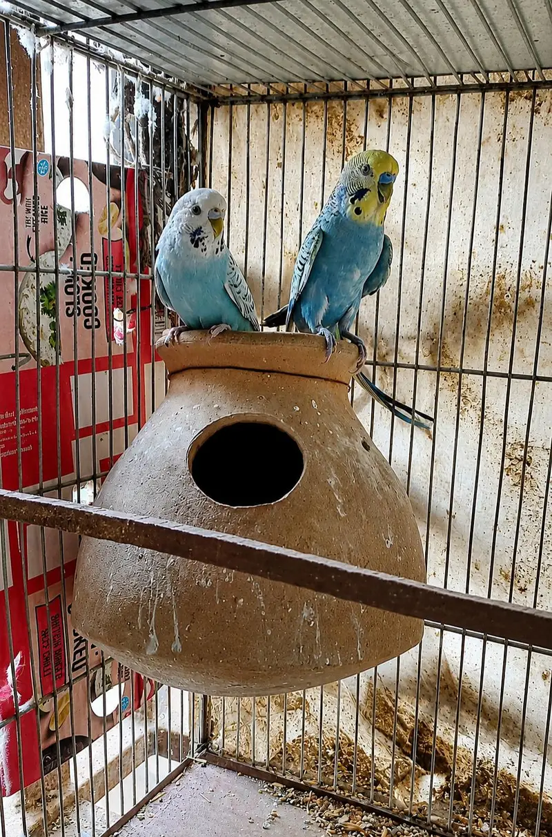 Rainbow Working budgies — photo 2