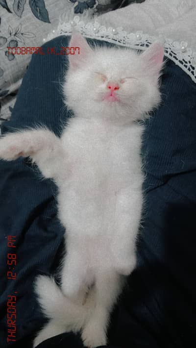 persian cat kittens for sale