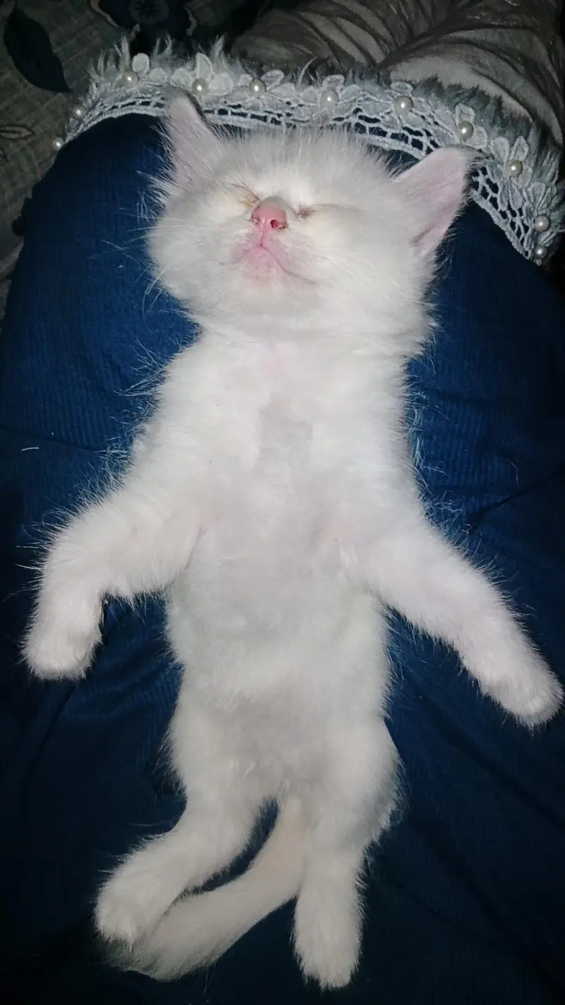 persian cat kittens for sale — photo 2