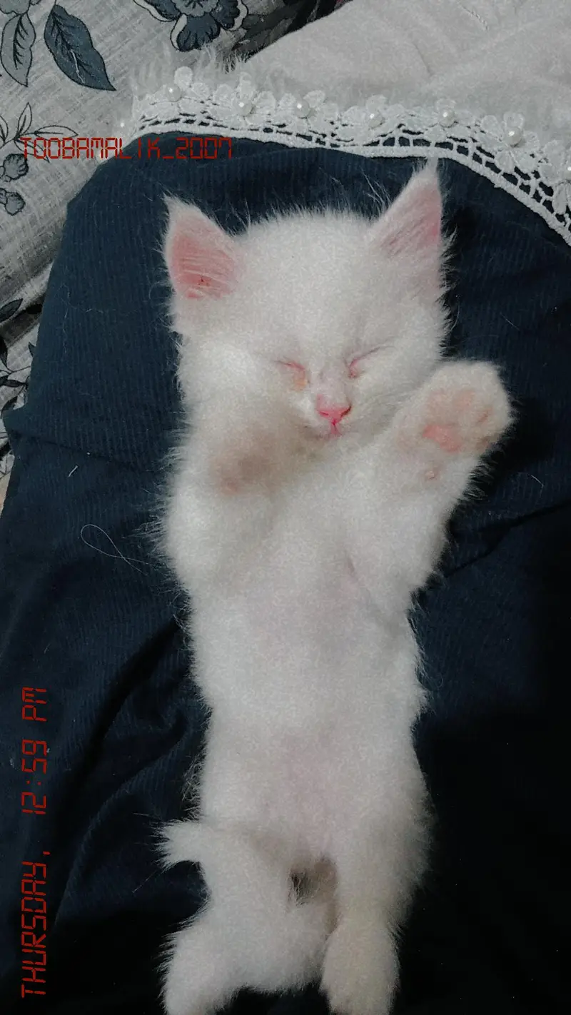 persian cat kittens for sale — photo 3