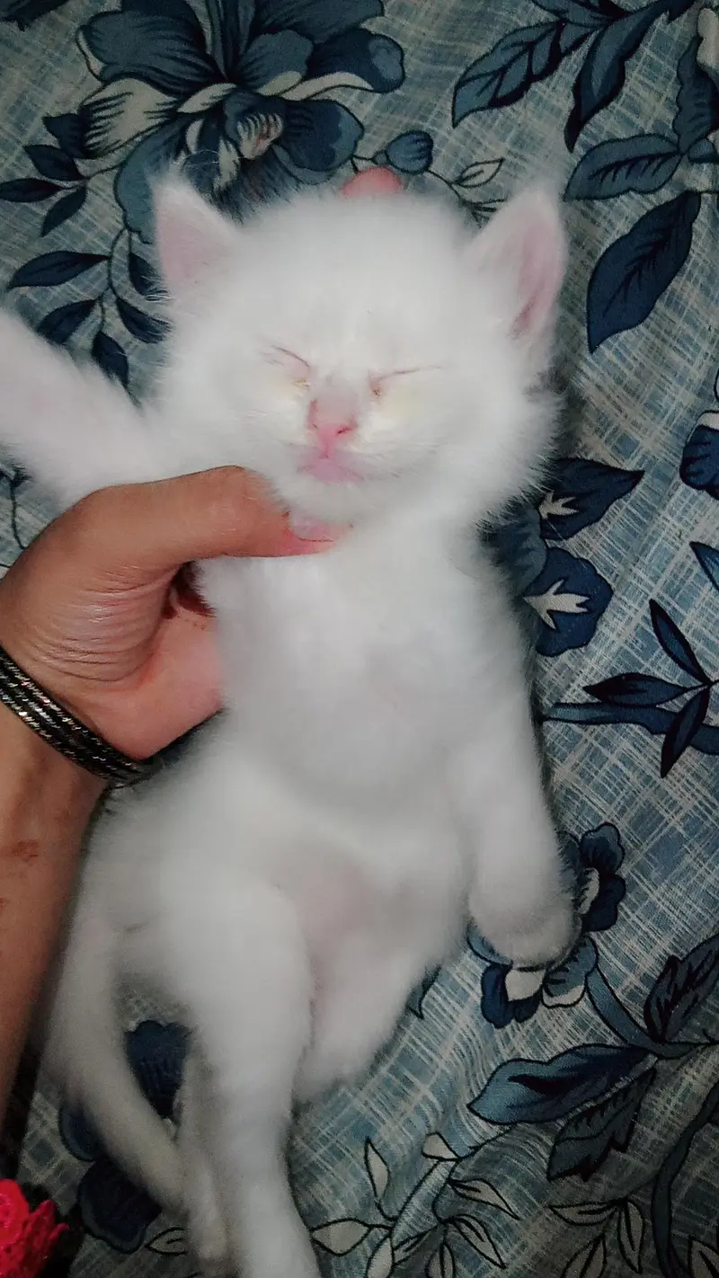 persian cat kittens for sale — photo 4
