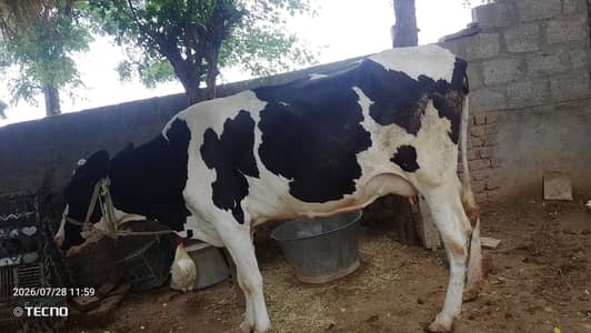 Milking cow for sale