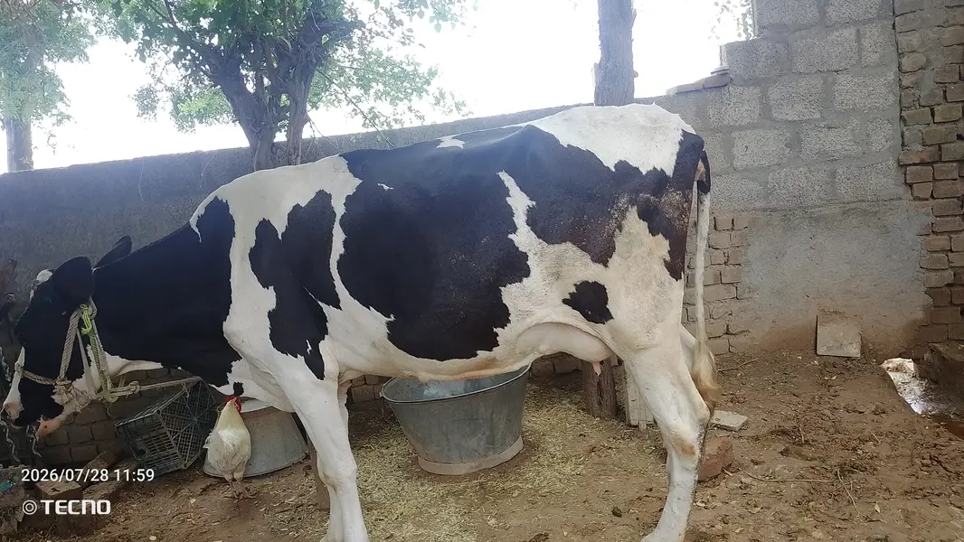 Milking cow for sale — photo 2