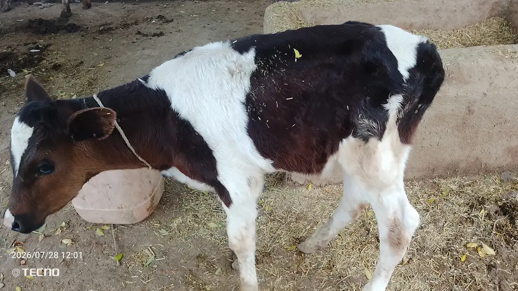 Milking cow for sale — photo 3