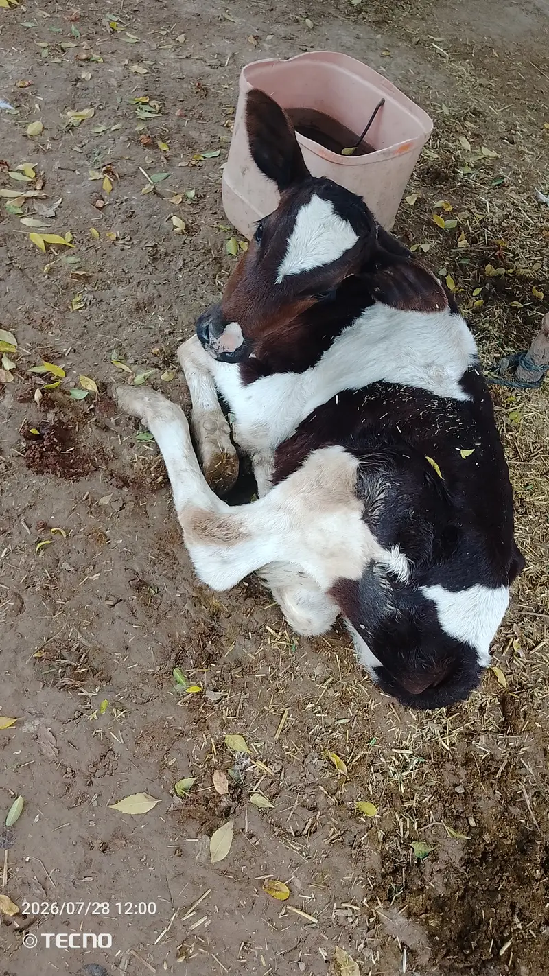 Milking cow for sale — photo 4