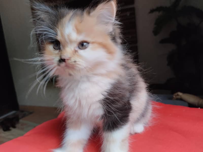 cute kittens 0