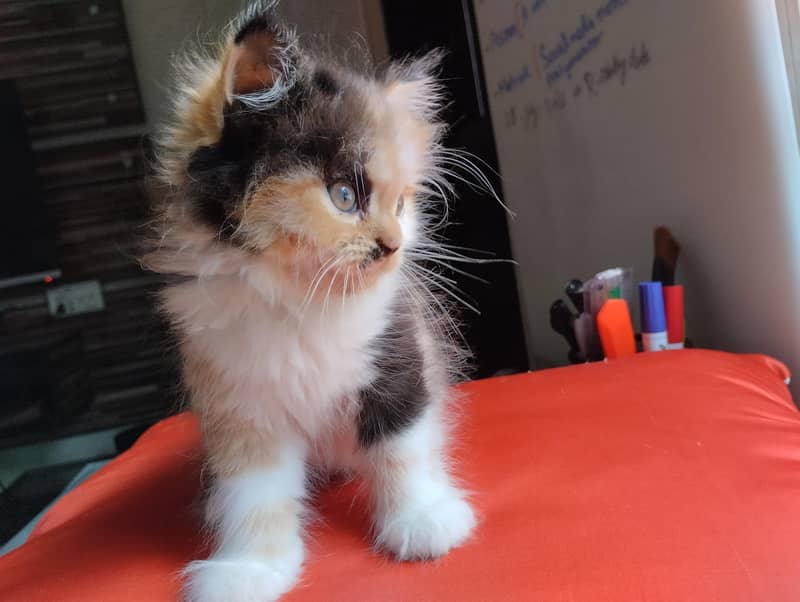 cute kittens 1