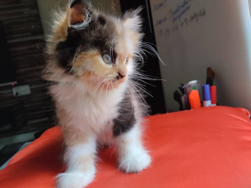 cute kittens 2