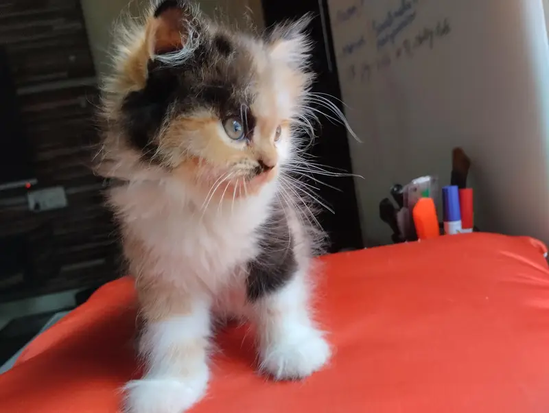 cute kitten pair — photo 3