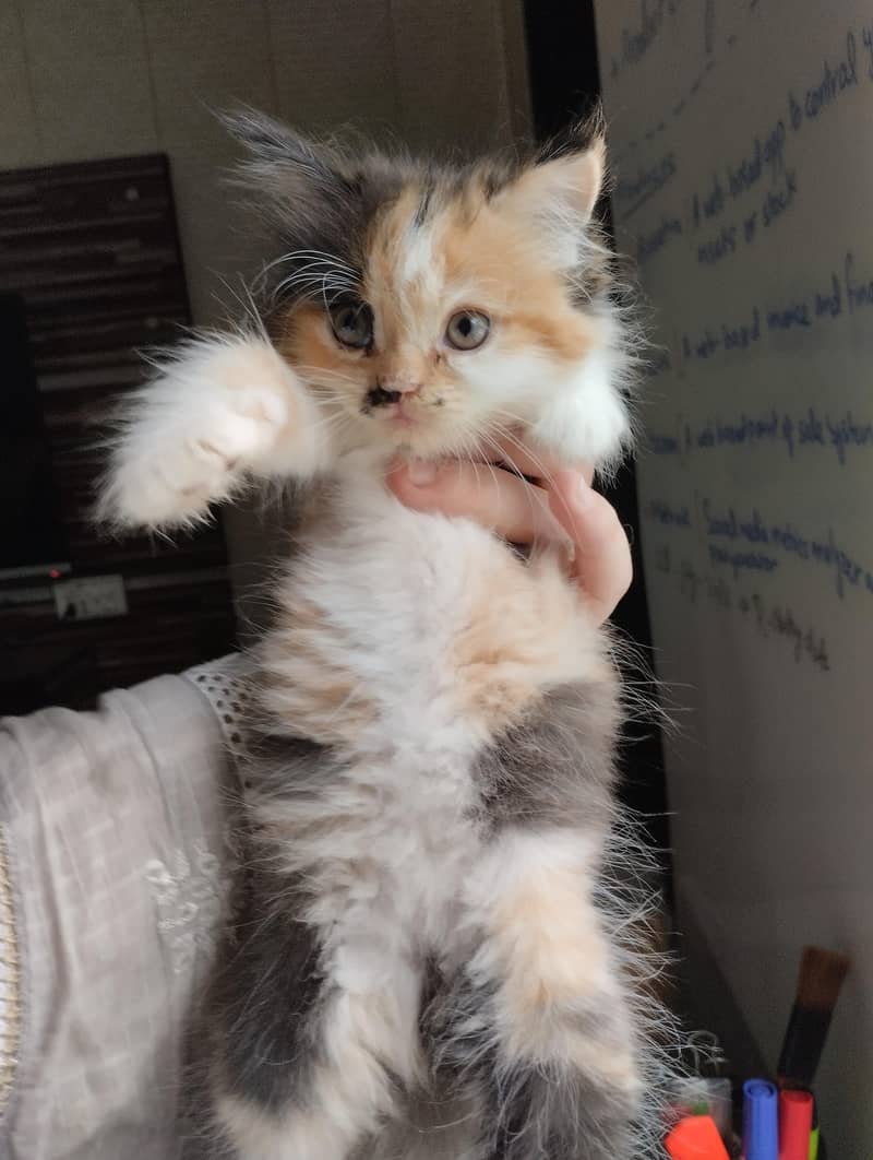 cute kittens 3