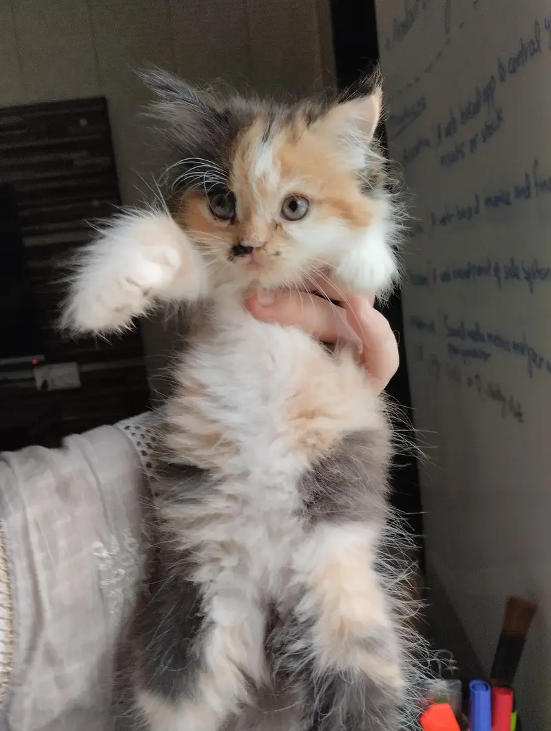 cute kitten pair — photo 4