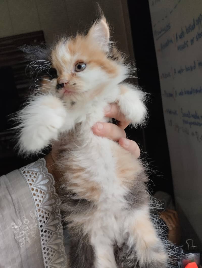 cute kittens 4