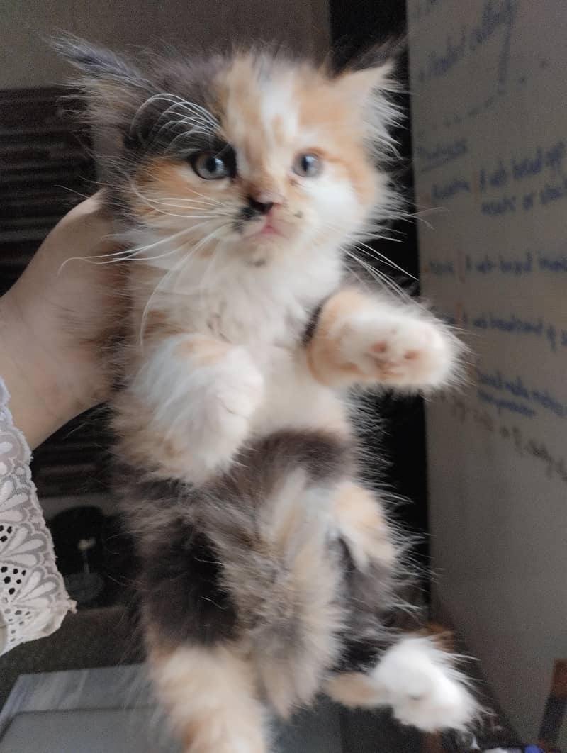 cute kittens 5