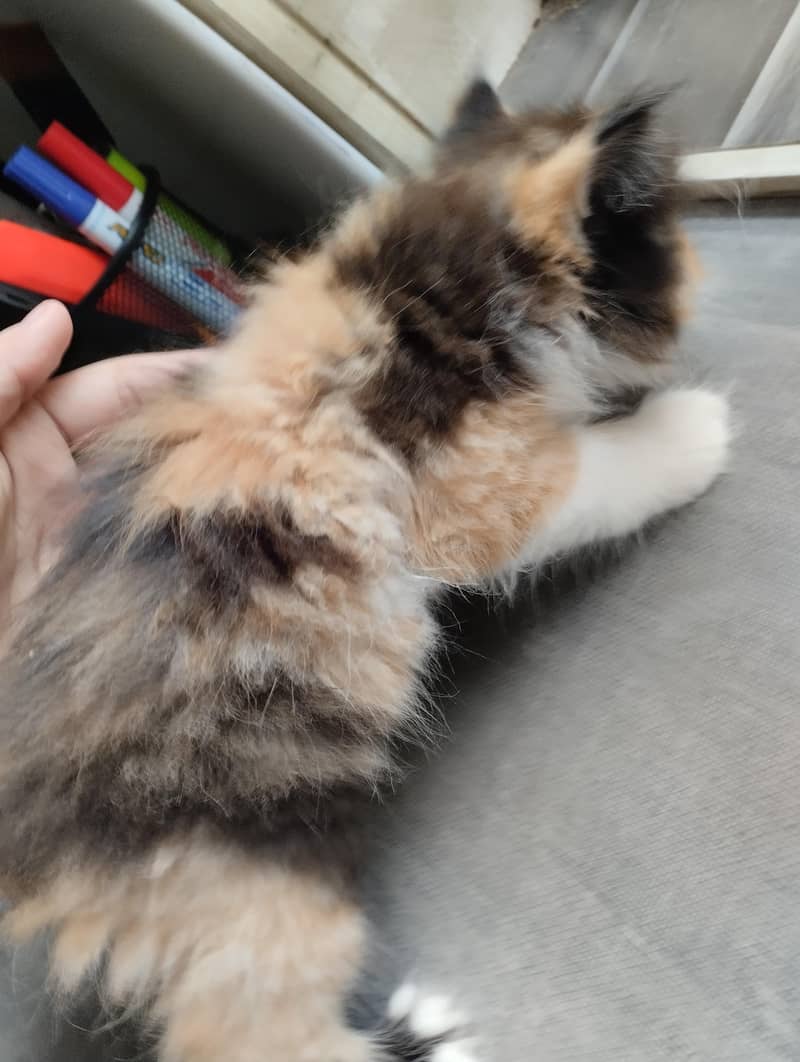 cute kittens 6