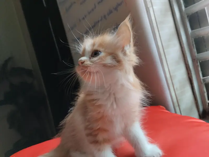 cute kitten pair — photo 8