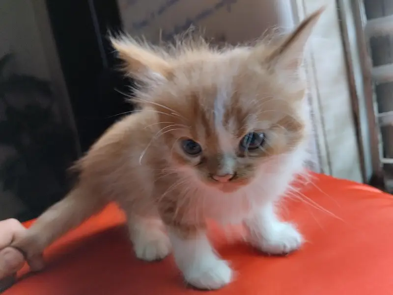 cute kitten pair — photo 9