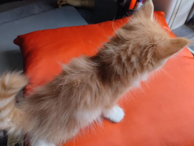 cute kitten pair — photo 10