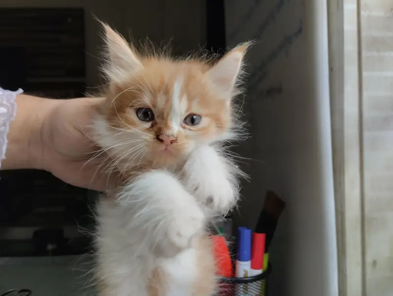 cute kitten pair — photo 11