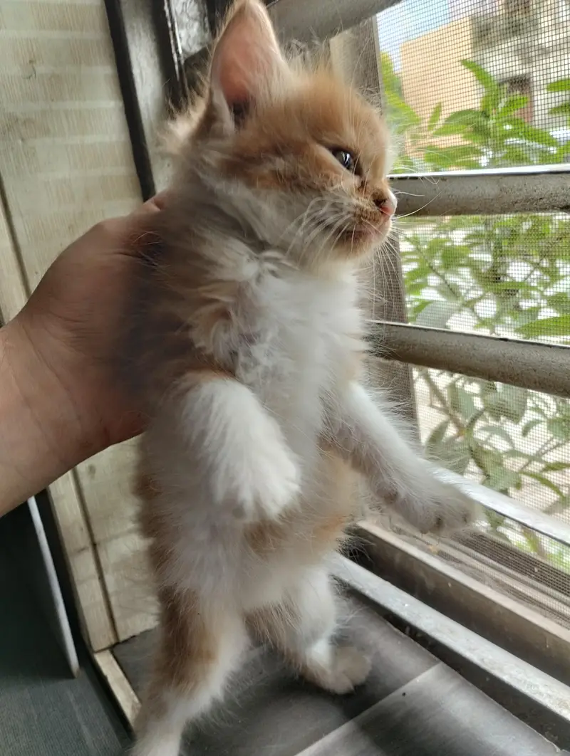 cute kitten pair — photo 12