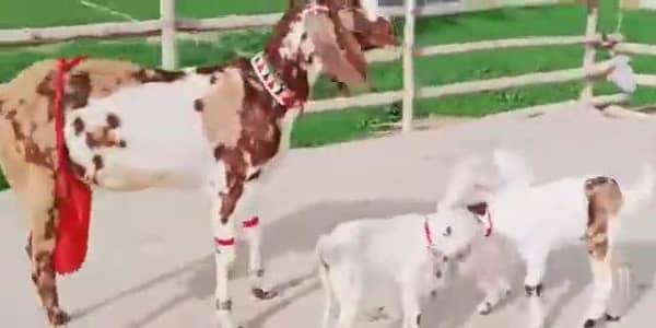 3 Bacchon Ka Sath Desi Bakri For Sale ,,, 03470617342 WhatsApp