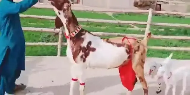 3 Bacchon Ka Sath Desi Bakri For Sale ,,, 03470617342 WhatsApp — photo 2