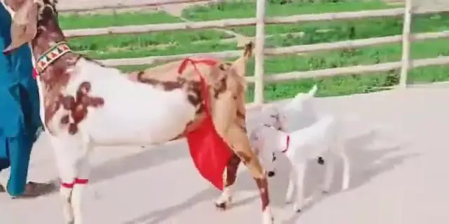 3 Bacchon Ka Sath Desi Bakri For Sale ,,, 03470617342 WhatsApp — photo 3