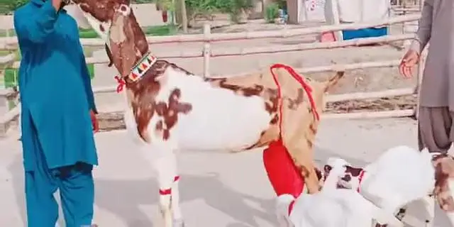 3 Bacchon Ka Sath Desi Bakri For Sale ,,, 03470617342 WhatsApp — photo 4