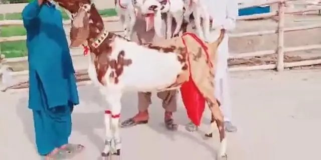 3 Bacchon Ka Sath Desi Bakri For Sale ,,, 03470617342 WhatsApp — photo 5