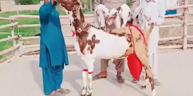3 Bacchon Ka Sath Desi Bakri For Sale ,,, 03470617342 WhatsApp — photo 7