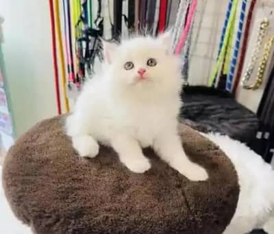 (Persian cat 2 month age for sale all Pakistan delivery available)