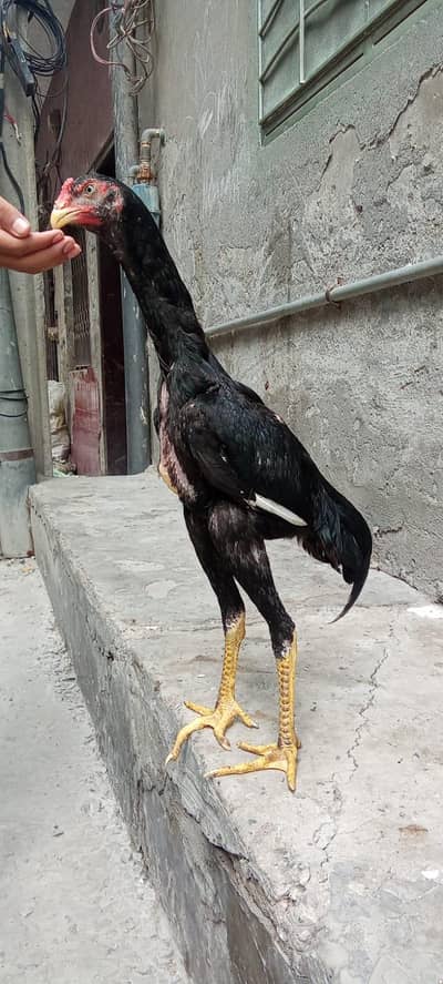 shamo black Murgha