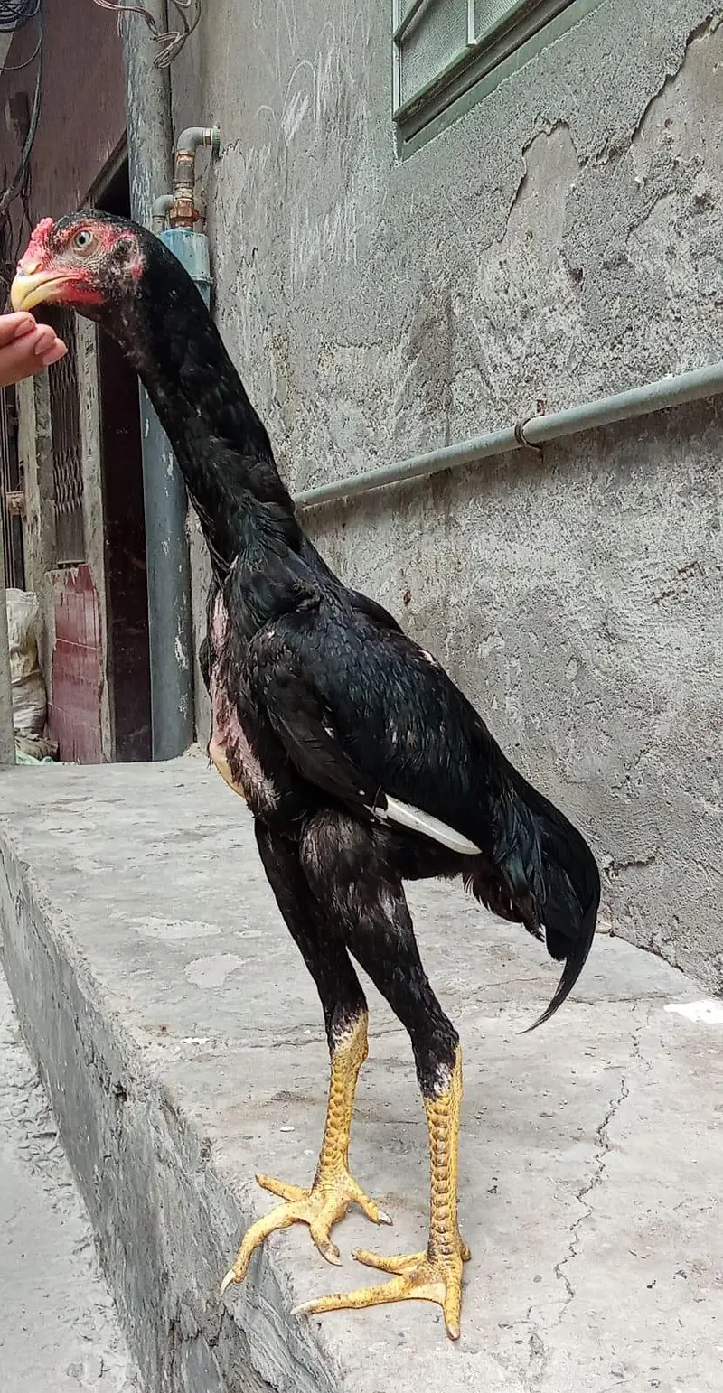 shamo black Murgha — photo 2