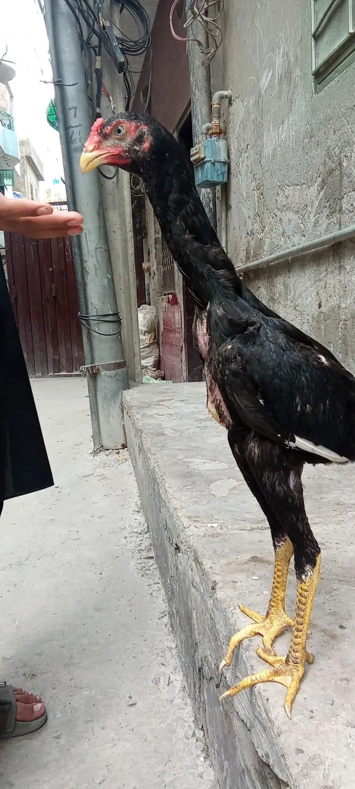 shamo black Murgha — photo 3