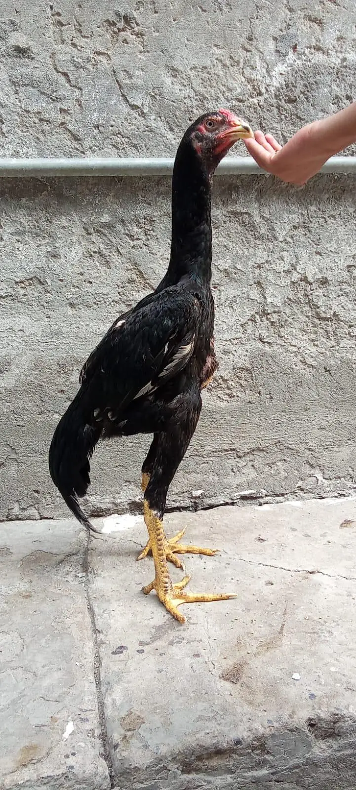 shamo black Murgha — photo 4