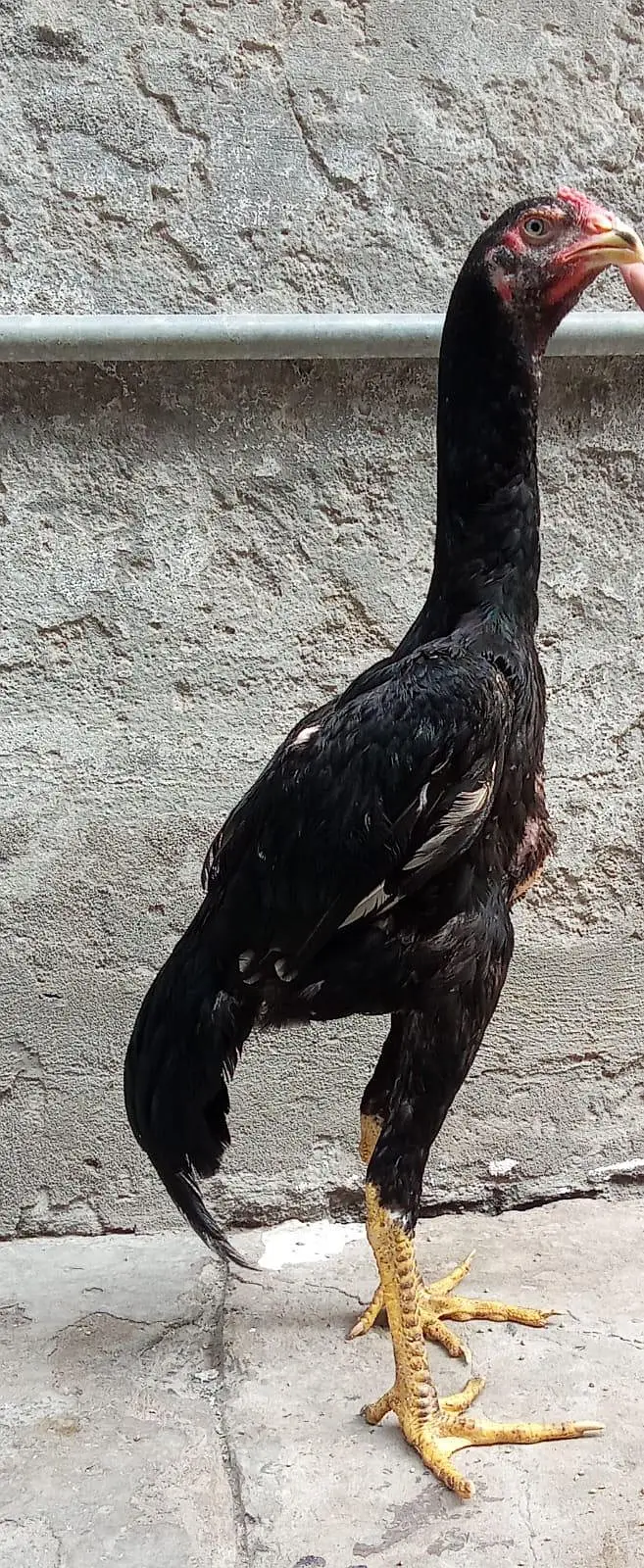 shamo black Murgha — photo 5