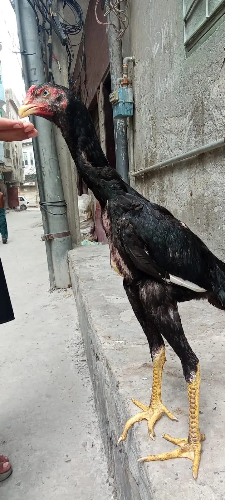 shamo black Murgha — photo 6