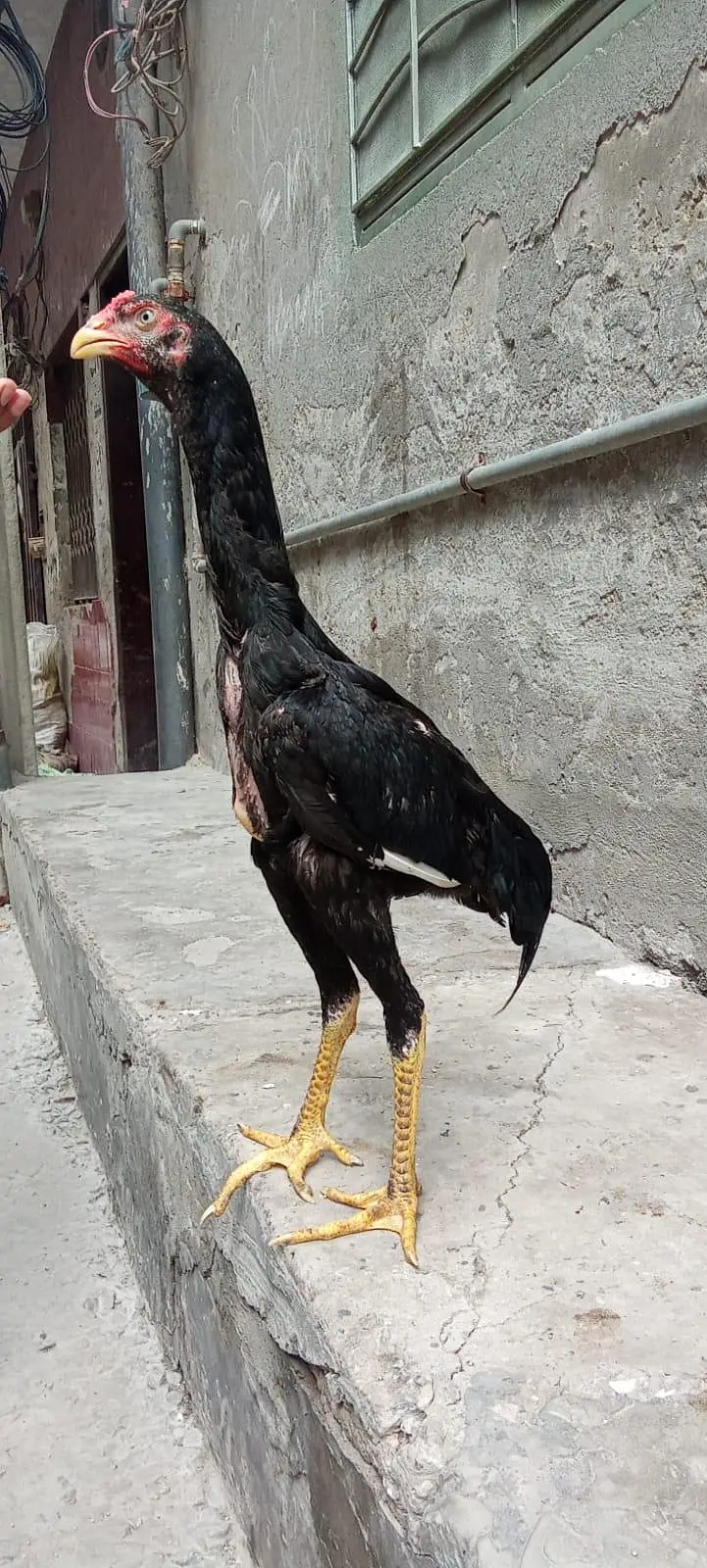 shamo black Murgha — photo 7