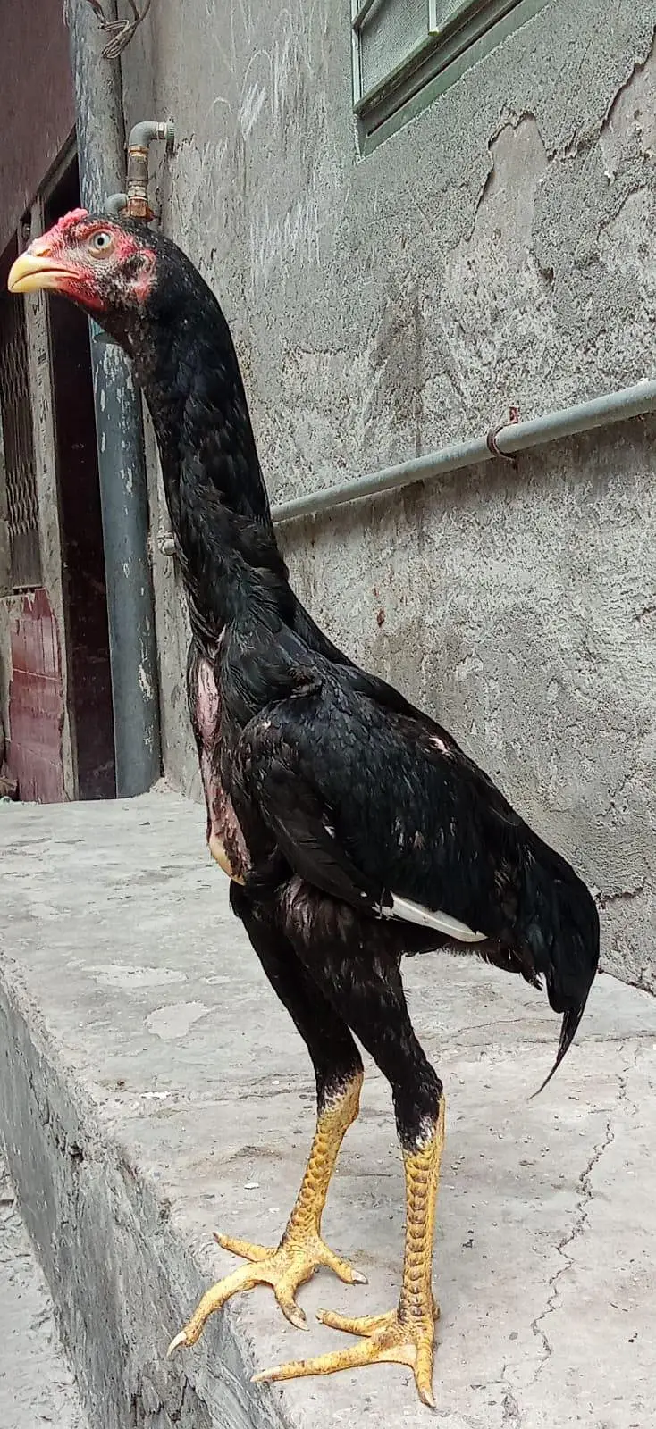shamo black Murgha — photo 8