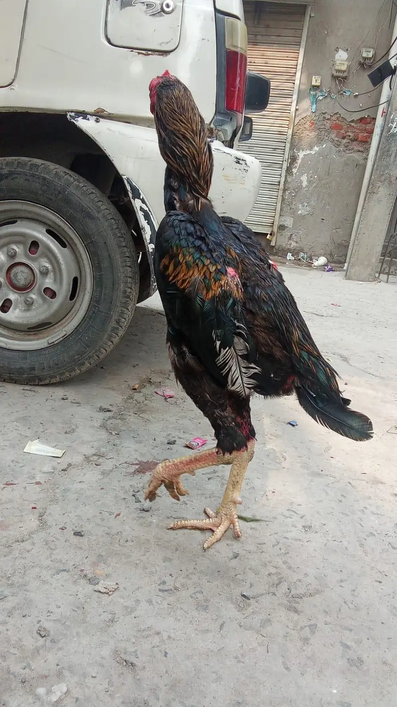 shamo black Murgha — photo 9