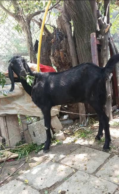Goats for sale