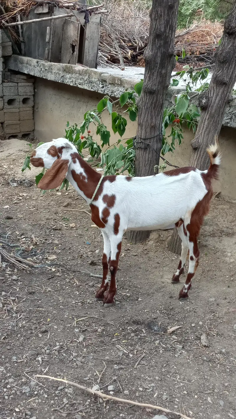Goats for sale — photo 2