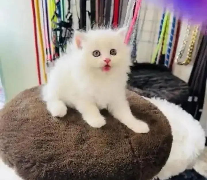 (Persian cat 2 month age for sale all Pakistan delivery available) — photo 2