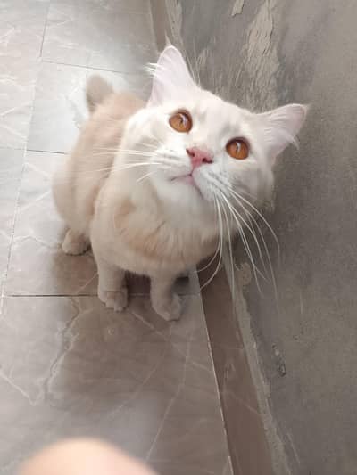 Beautiful Persian cat for sale