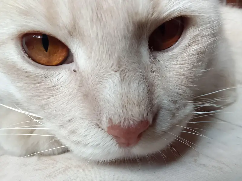 Beautiful Persian cat for sale — photo 2
