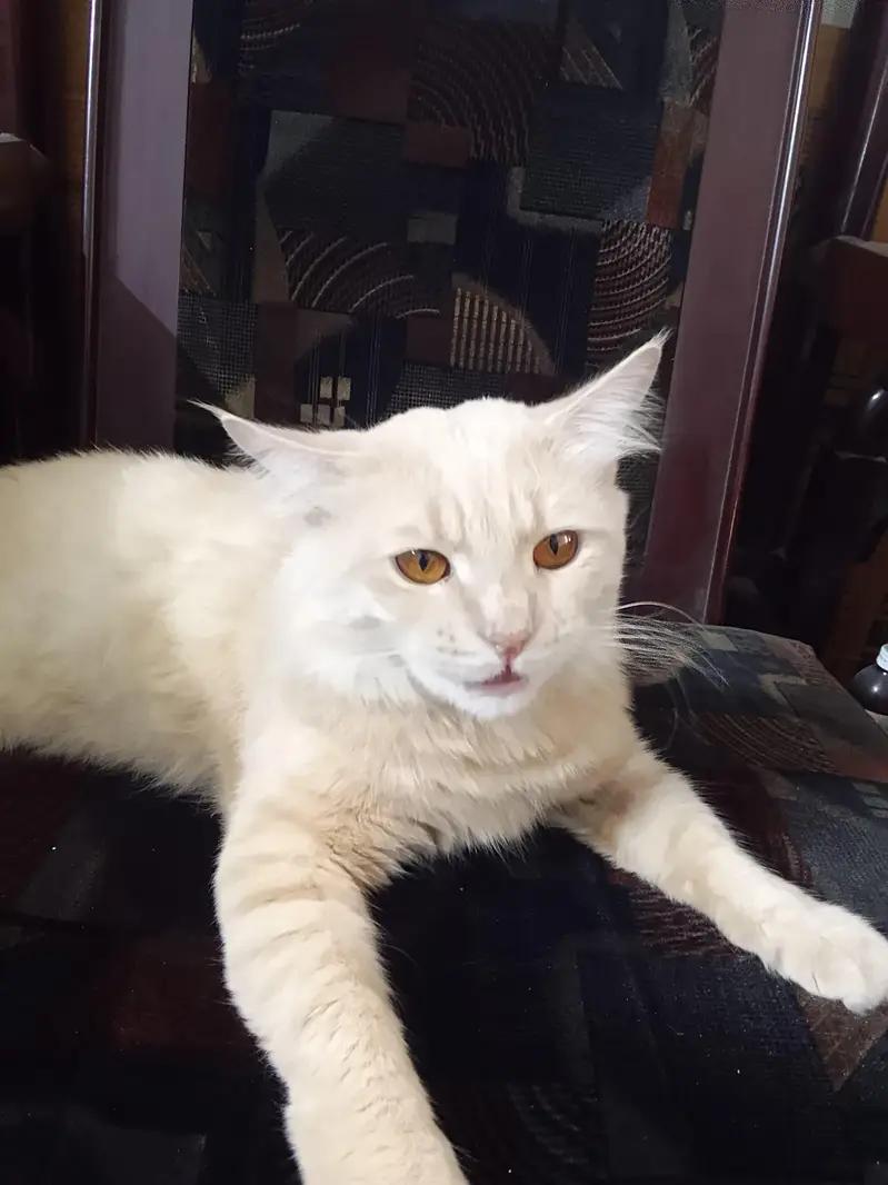 Beautiful Persian cat for sale — photo 4