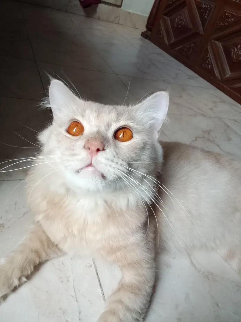 Beautiful Persian cat for sale — photo 5