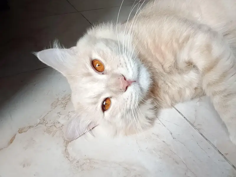 Beautiful Persian cat for sale — photo 6