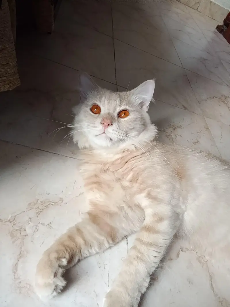 Beautiful Persian cat for sale — photo 7
