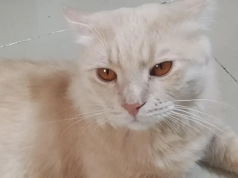 Beautiful Persian cat for sale — photo 8